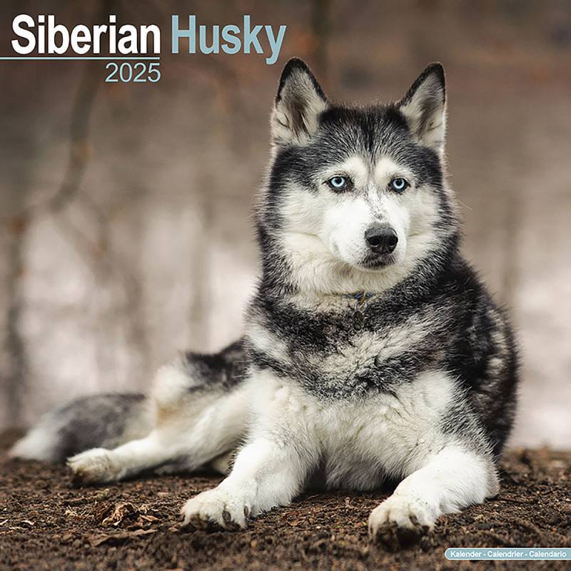 Hundekalender 2025 Siberian Husky, Maße: ca. 30,5 x 30,5 cm von fehlt