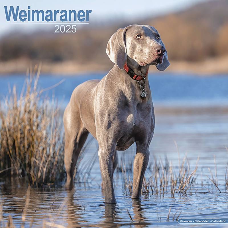 Hundekalender 2025 Weimaraner, Maße: ca. 30,5 x 30,5 cm von fehlt