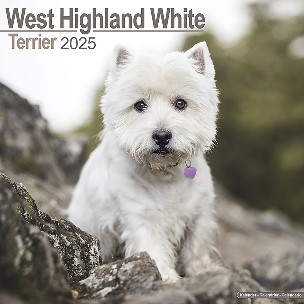 Hundekalender 2025 Westie, Maße: ca. 30,5 x 30,5 cm von fehlt