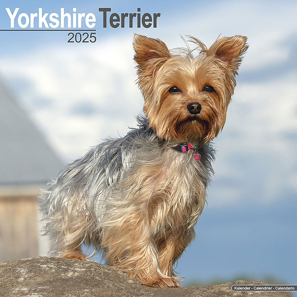 Hundekalender 2025 Yorkshire Terrier, Maße: ca. 30,5 x 30,5 cm von fehlt