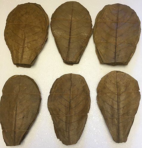 100 Seemandelbaumblätter ca.20cm / Catappa Leaves/Indian Almond - Natürlicher Wasseraufbereiter für gesunde Fische und Garnelen von garnelenshop24de