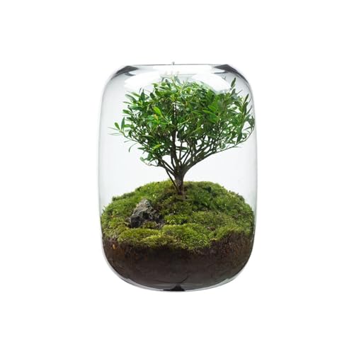 Glas-Pflanzbehälter für kleine Pflanzen & Moos, Borosilikatglas-Terrarium für Mikro-Landschaft, Büro oder Zuhause, Schreibtisch-Pflanzgefäß, dekorative Vasen für den Innenbereich von getuse