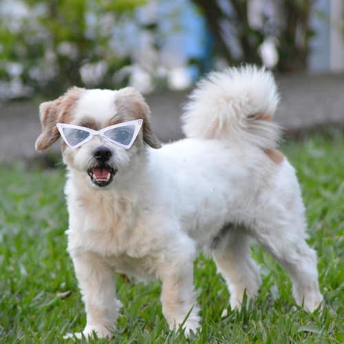 Hundesonnenbrille – Hundebrille | schützt die Augen des Hundes vor UV-Strahlung | Hunde-Sonnenbrille mit elastischem Band | Haustier-Retro-Dreieck-Brille | geeignet für kleine Hunde und Haustiere | von gifyym