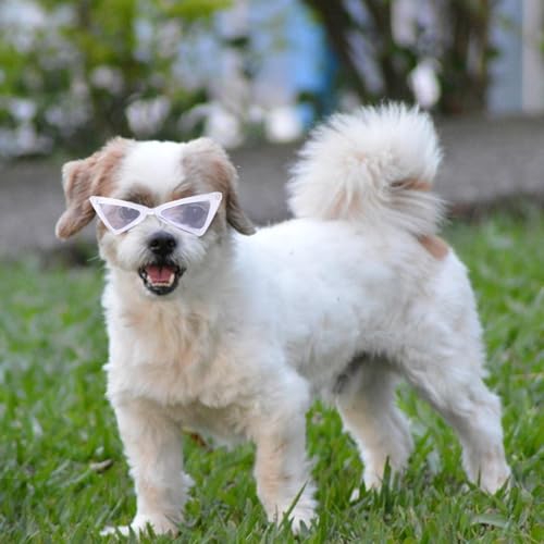 Hundesonnenbrille – Hundebrille | schützt die Augen des Hundes vor UV-Strahlung | Hunde-Sonnenbrille mit elastischem Band | Haustier-Retro-Dreieck-Brille | geeignet für kleine Hunde und Haustiere | von gifyym