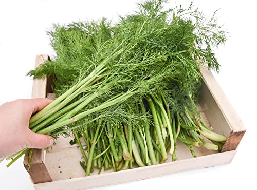 Frischekiste Dill 1 kg von grünhopper