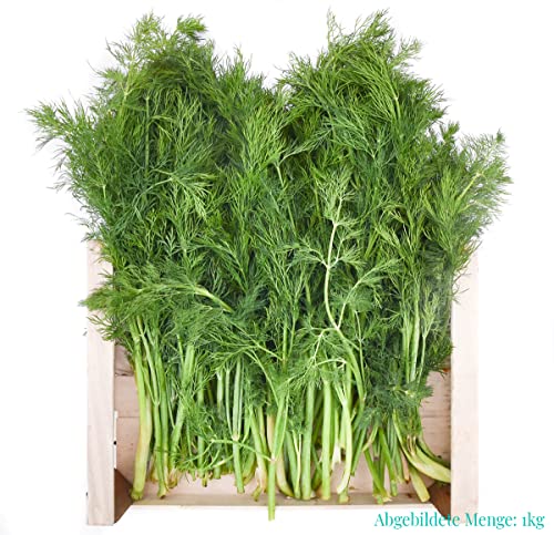 Frischekiste Dill 2 kg grünhopper von grünhopper