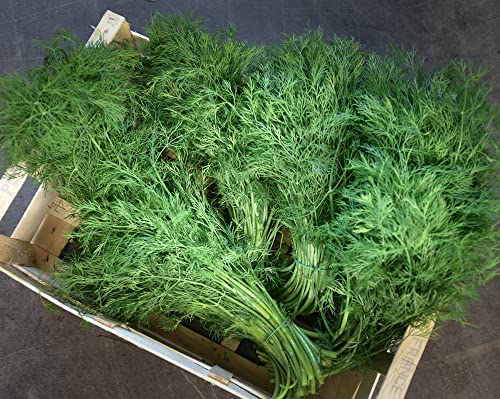 Frischekiste Dill 3 kg von grünhopper