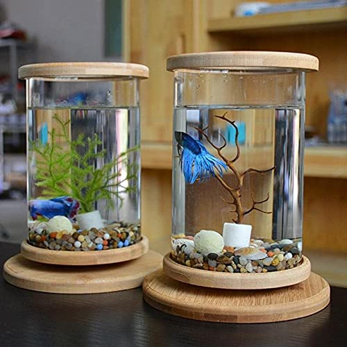 hanxiaoyishop Aquarium Kleines Büroglas Aquarium Bambusbasis Mini-Fischtank Dekoration Fischschüssel Fischtank Mini Aquaponic Ökosystem Aquarien von hanxiaoyishop