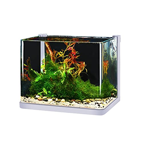 hanxiaoyishop Fischschale aus Glas, für kleine Gäste, kreatives Aquarium, Aquarium, Landschaftsbau, Kampf für Fische und Schildkröten von hanxiaoyishop