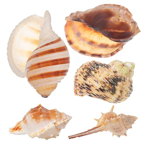 ibasenice 5 Stück Teiliges Natürliche Muscheln für Aquarien Dekorationen Conch Muscheln als Versteck für Einsiedlerkrebse für Heim und Hochzeit ibasenice 5 Stück Teiliges Natürliche Muscheln für Aquarien Dekorationen Conch Muscheln als Versteck für Einsiedlerkrebse für Heim und Hochzeit von ibasenice