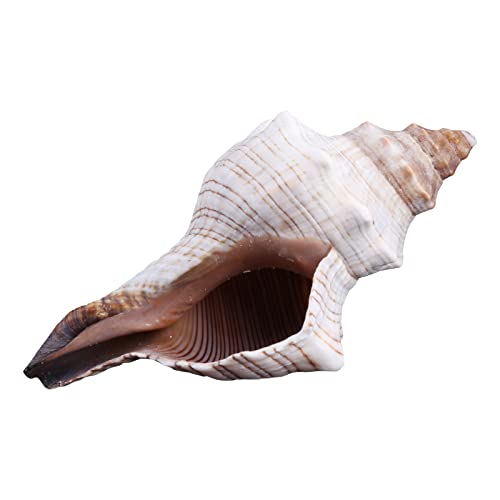 jdstty Aquarium Dekorationen Schnecke Horn Muschel Thematische Ornament Fisch Für Versteck Zubehör Für Betta Kleine Fische von jdstty