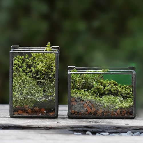 Geometrisches Mini-Terrarium, Glas, 10,2 cm, schwarz, rechteckig, Tisch-Pflanzkasten, 2 Stück von libproqia