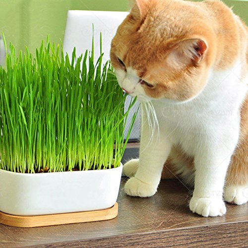 mumisuto Katzengras-Samen, 100 Stück/Packung, Katzengras-Samen, Hausgarten, schöne Pflanze, Blumensamen, Bonsai-Blumentopf, Pflanzensamen für den Hausgarten von mumisuto