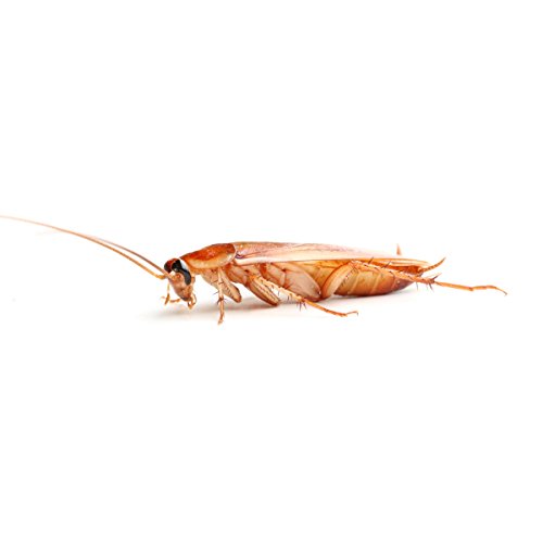 proinsects Schokoschaben (Shelfordella tartara) - Verschiedene Größen & Mengen (400 STK., mikro) von proinsects