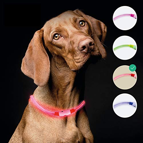 riijk LED Leuchthalsband Hund extra stark Leuchtend | Super lang haltbar durch Lichtleiter-Technologie | regenfest | Leuchthalsband Hund Langhaar und Kurzhaar | USB wiederaufladbar von riijk