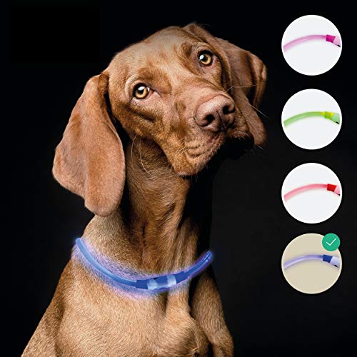 riijk LED Leuchthalsband Hund extra stark leuchtend | Super lang haltbar durch Lichtleiter-Technologie | regenfest | Leuchthalsband Hund Langhaar und Kurzhaar | USB wiederaufladbar von riijk