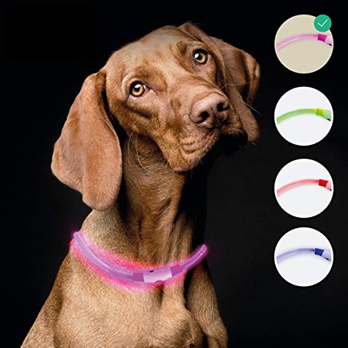 riijk LED Leuchthalsband Hund extra stark Leuchtend | Super lang haltbar durch Lichtleiter-Technologie | regenfest | Leuchthalsband Hund Langhaar und Kurzhaar | USB wiederaufladbar von riijk