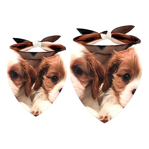 Haustierbandana für kleine mittelgroße Hunde und Katzen,Hund Cavalier King Charles Paneer Welpen,Haustierbandana für kleine mittelgroße Hunde und Katzen von suojapuku