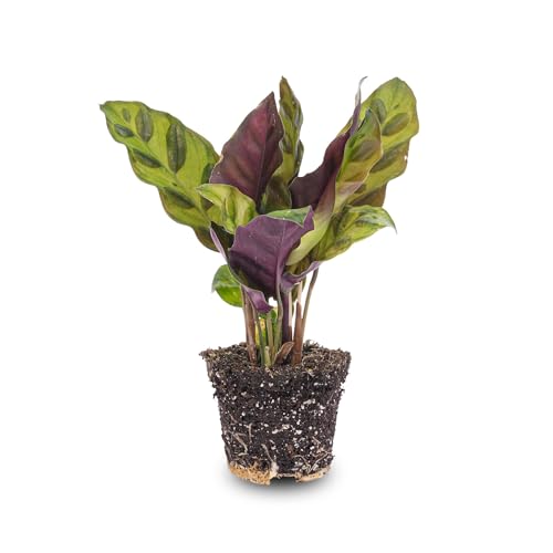 Calathea Lancifolia – Pfauenpflanze – Terrarienpflanze von urbanjngl