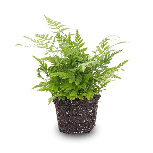 Farn - Athyrium spicatum - Terrarienpflanze von urbanjngl