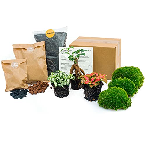 Flaschengarten - Pflanzenterrarienpaket - Bonsai - 3 Terrarienpflanzen - Nachfüll- und Starterpaket DIY-Terrarium - Mini-Ökosystempflanze - urbanjngl von urbanjngl