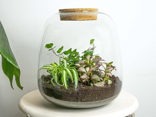 urbanjngl.com - Pflanzenterrarium - Emma - DIY kit - ↑ 25 cm Fittonia Pink Tiger/Yes - Do-It-Yourself Paket - DIY-Set - Pflanze im Glas - Komplettset Terrarium Fittonia Pink Tiger/Yes von urbanjngl