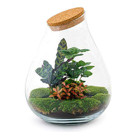 Flaschengarten • Drop XXL Rot • Ökosystem mit Pflanzen im Glas • ↑ 43 cm - DIY - Terrarium Komplett Set - Pflanzenterrarium - urbanjngl | Terrarium kit von urbanjngl