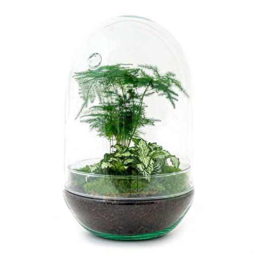 urbanjngl.com - Flaschengarten • Egg XL • Pflanzen im Glas • ↑ 30 cm - Do-It-Yourself Paket - DIY-Set - Pflanze im Glas - Komplettset Terrarium - Pflanzenterrarium von urbanjngl