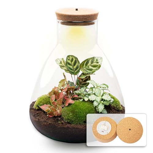 urbanjngl.com - Flaschengarten - Sam Calathea - Pflanzen im Glas mit Licht - ↑ 30 cm Sam Calathea - Do-It-Yourself Paket - DIY-Set - Pflanze im Glas - Komplettset Terrarium - Pflanzenterrarium Sam von urbanjngl