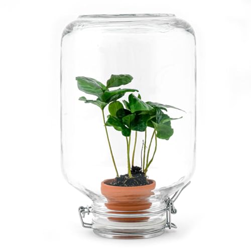 urbanjngl.com - Easyplant • Coffea Arabica • Flaschengarten Paket - Coffea Arabica - Do-It-Yourself Paket - DIY-Set - Pflanze im Glas - Komplettset Terrarium - Pflanzenterrarium von urbanjngl