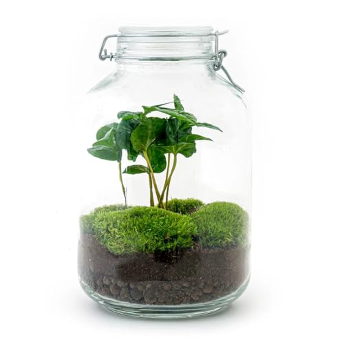 urbanjngl.com - Jar Flaschengarten Paket - Ökosystem mit Pflanzen im Glas - ↑ 28 cm - Coffea Arabica von urbanjngl