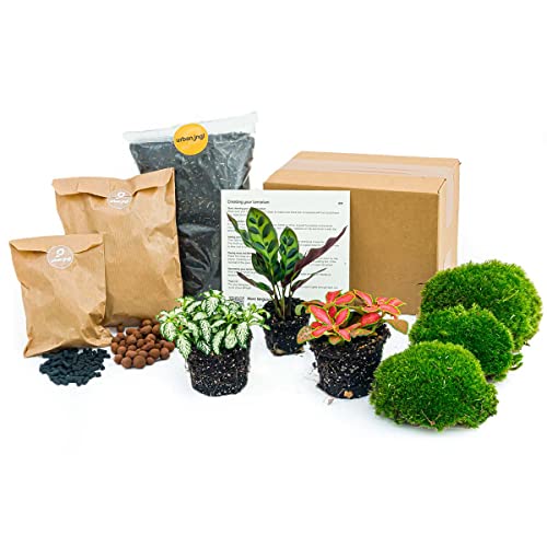 Flaschengarten - Pflanzenterrarienpaket - Calathea Lancifolia - 3 Terrarienpflanzen - Nachfüll- und Starterpaket DIY-Terrarium - Mini-Ökosystempflanze - urbanjngl von urbanjngl