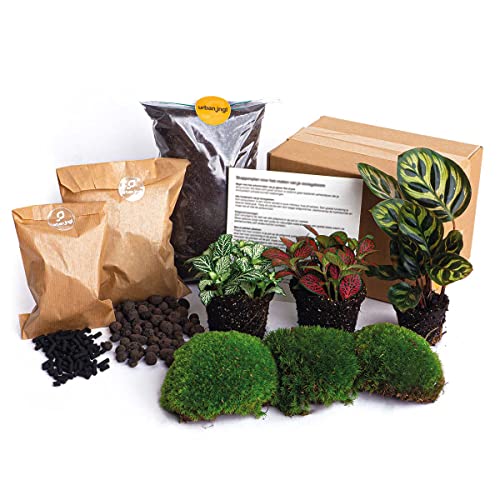 Flaschengarten - Pflanzenterrarienpaket - Calathea Makoyana - 3 Terrarienpflanzen - Nachfüll- & Starterpaket DIY Terrarium - urbanjngl von urbanjngl