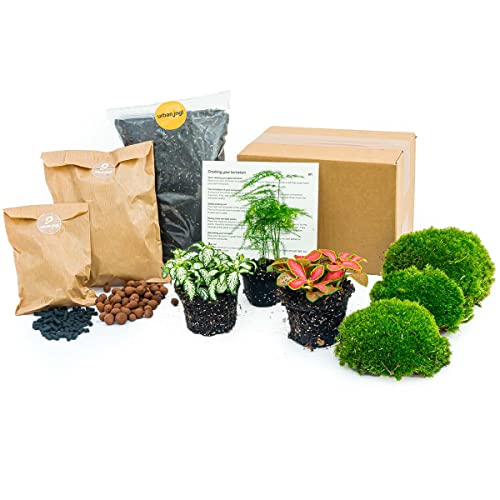 Flaschengarten - Pflanzenterrarienpaket - Spargel - 3 Terrarienpflanzen - Nachfüll- und Starterpaket DIY-Terrarium - Mini-Ökosystempflanze - urbanjngl von urbanjngl