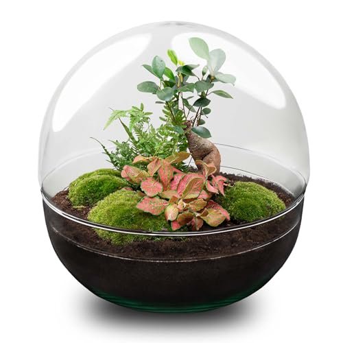 urbanjngl.com - Flaschengarten - Dome XL Ficus Ginseng Bonsai - Ökosystem mit Pflanzen im Glas - ↑ 30 cm Dome XL - Do-It-Yourself Paket - DIY-Set - Pflanze im Glas - Komplettset Terrarium - von urbanjngl