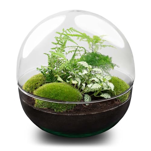 urbanjngl.com - Flaschengarten - Dome XL - Ökosystem mit Pflanzen im Glas - ↑ 30 cm Dome XL - Do-It-Yourself Paket - DIY-Set - Pflanze im Glas - Komplettset Terrarium - Pflanzenterrarium Dome XL von urbanjngl