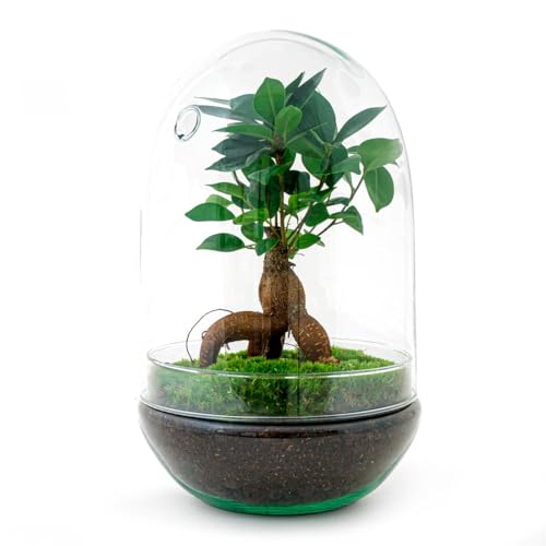 Flaschengarten - Pflanzenterrarium - Ei XL Bonsai - Ökosystem Glasei - ↑ 30 cm - urbanjngl von urbanjngl