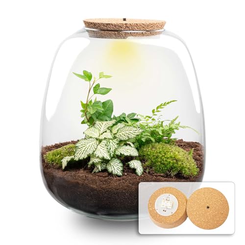 urbanjngl.com - Pflanzenterrarium - Emma - DIY kit - ↑ 25 cm - Fittonia White Tiger/Yes - Do-It-Yourself Paket - DIY-Set - Pflanze im Glas - Komplettset Terrarium von urbanjngl