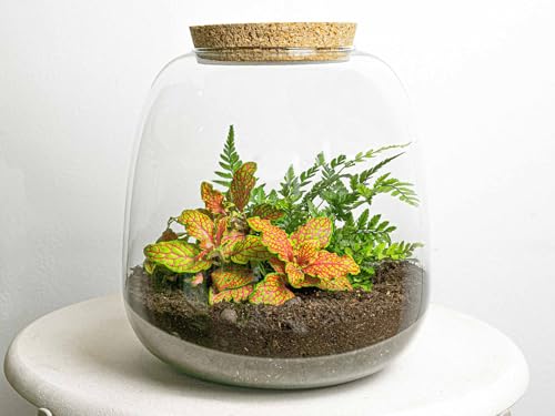 urbanjngl.com - Pflanzenterrarium - Emma Mini - DIY kit - ↑ 20 cm - Fittonia Ruby Lime - Do-It-Yourself Paket - DIY-Set - Pflanze im Glas - Komplettset Terrarium von urbanjngl