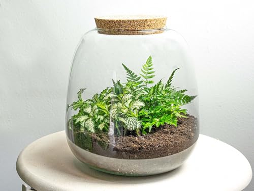 urbanjngl.com - Pflanzenterrarium - Emma Mini - DIY kit - ↑ 20 cm - Fittonia White Tiger - Do-It-Yourself Paket - DIY-Set - Pflanze im Glas - Komplettset Terrarium von urbanjngl