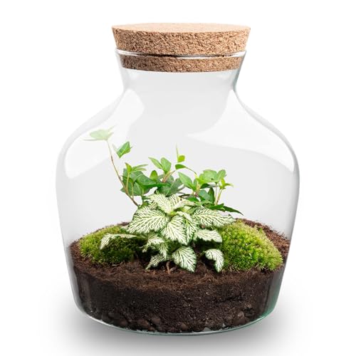 urbanjngl.com - Flaschengarten - Little Joe - Ökosystem mit Pflanzen im Glas - ↑ 21,5 cm Little Joe hedera - Do-It-Yourself Paket - DIY-Set - Pflanze im Glas - Komplettset Terrarium - von urbanjngl