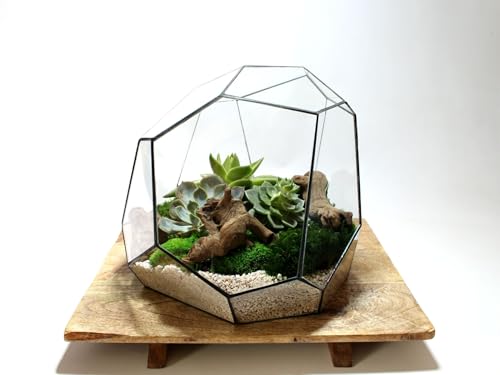 urbanjngl.com - Geometrisches Terrarium - Torno - Vivarium - ↑ 28 x 26 x 24 cm (LxBxH) - Glas von urbanjngl