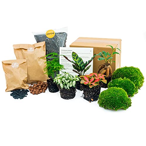 urbanjngl.com - Flaschengarten Paket - 5 Pflanzen - Calathea Lancifolia - Bonsai - Asparagus - Nachfüll & Starterpaket DIY - Pflanzenterrarium Nachfüllset - Pflanzen-Terrarium-Paket - von urbanjngl