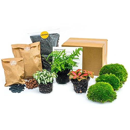 urbanjngl.com - Flaschengarten Paket Farn - 3 Pflanzen - Nachfüll & Starterpaket DIY - Pflanzenterrarium Nachfüllset - Pflanzen-Terrarium-Paket - Terrarium von urbanjngl