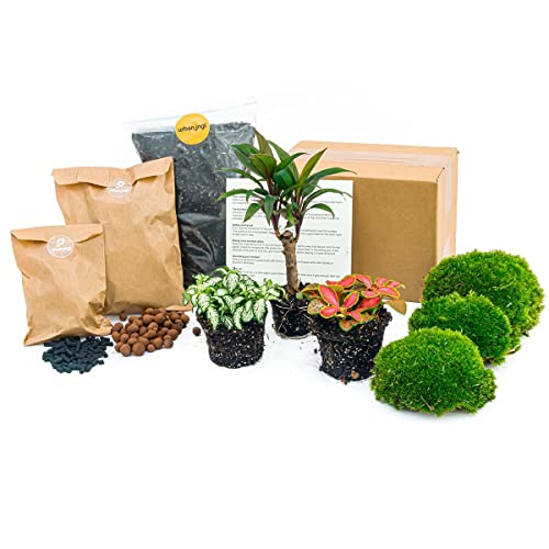 urbanjngl.com - Flaschengarten Paket Palme - 3 Pflanzen - Nachfüll & Starterpaket DIY - Pflanzenterrarium Nachfüllset - Pflanzen-Terrarium-Paket - Terrarium Refill Palm von urbanjngl