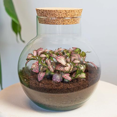 urbanjngl.com - Pflanzenterrarium - Noah - DIY-Set - ↑ 20 cm - Fittonia Pink Tiger - Do-It-Yourself Paket - DIY-Set - Pflanze im Glas - Komplettset Terrarium von urbanjngl