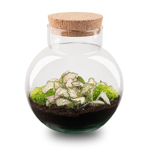 urbanjngl.com - Pflanzenterrarium - Noah - DIY-Set - ↑ 20 cm - Fittonia Pink Tiger - Do-It-Yourself Paket - DIY-Set - Pflanze im Glas - Komplettset Terrarium von urbanjngl