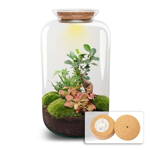 urbanjngl.com - Flaschengarten - Sven Bonsai mit Lampe - Ökosystem mit Pflanzen - ↑ 43 cm Sven Bonsai - Do-It-Yourself Paket - DIY-Set - Pflanze im Glas - Komplettset Terrarium - Pflanzenterrarium von urbanjngl