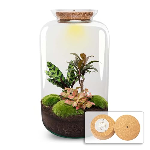 urbanjngl.com - Flaschengarten • Sven XL Palme • Ökosystem mit Pflanzen im Glas • ↑43 cm - Do-It-Yourself Paket - DIY-Set - Pflanze im Glas - Komplettset Terrarium - Pflanzenterrarium von urbanjngl