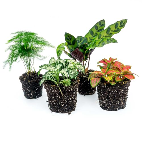 Terrarienpflanzenpaket Lancifolia - 4 Pflanzen - Calathea - Spargel - 2X Fittonia von urbanjngl